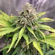 Dreams become purple