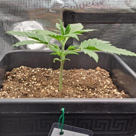 Little jealousy lady