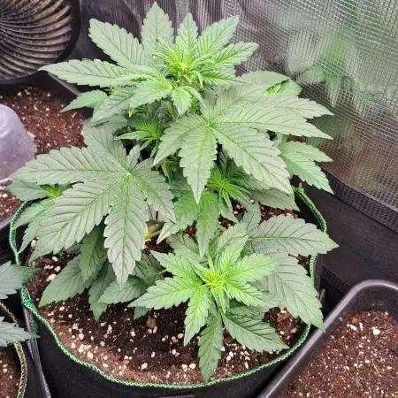 Diablo's Delight XL Auto
