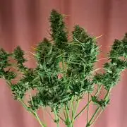 Dreams become purple