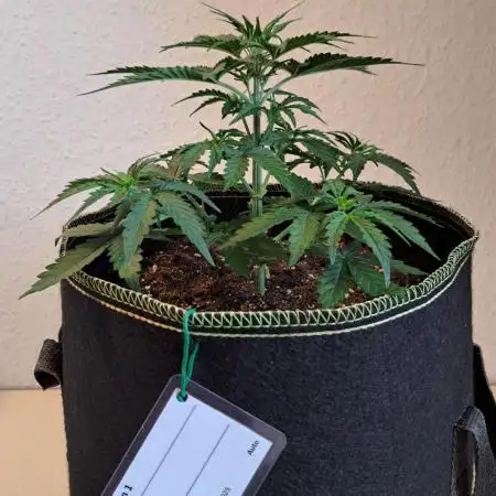 A little Baby Boom