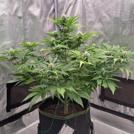 Dreams become purple