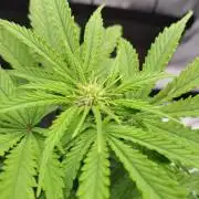 Fruity glue for Venus