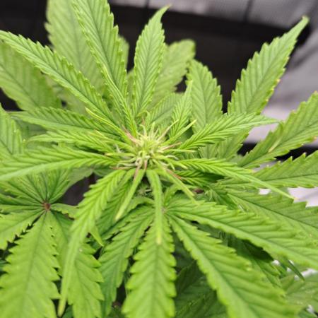 Fruity glue for Venus