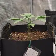 Delighted Diablo is back