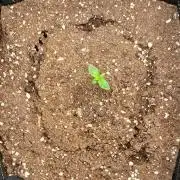 A little Ginger Punch