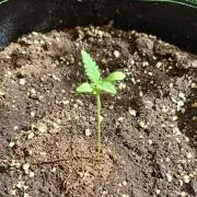 Super Boof on Earth