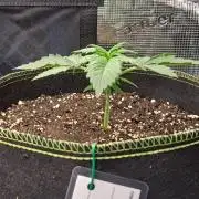 Dreams become purple