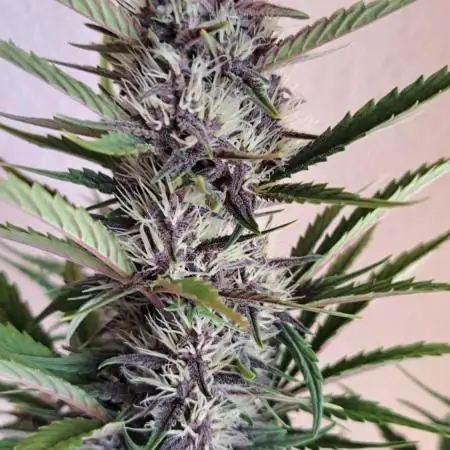 Another sweet gorilla