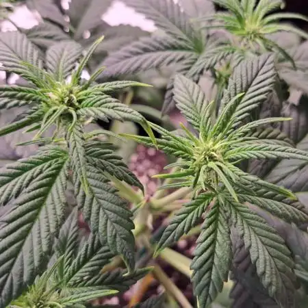Diablo's Delight XL Auto