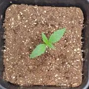 Little jealousy lady