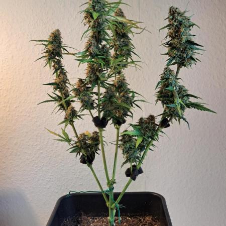 Fruit from the petrol station