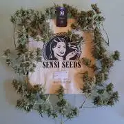 Berry Blues on the Roots for Venus