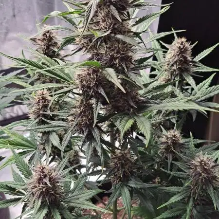 Another sweet gorilla