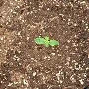 Red Velvet on Venus
