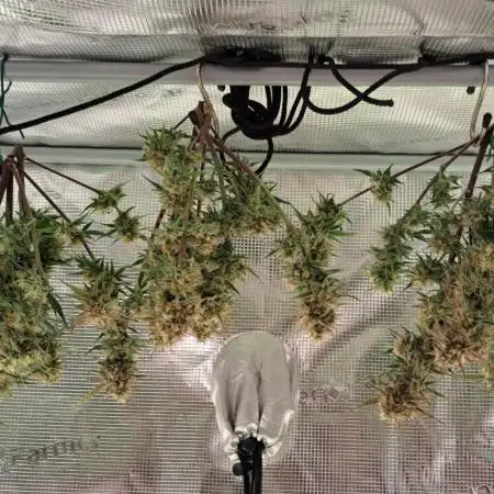 Studio 54 Stardust Auto Cannabis Strain Harvests - GrowDi