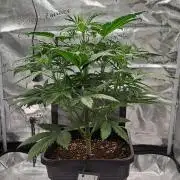 Little jealousy lady