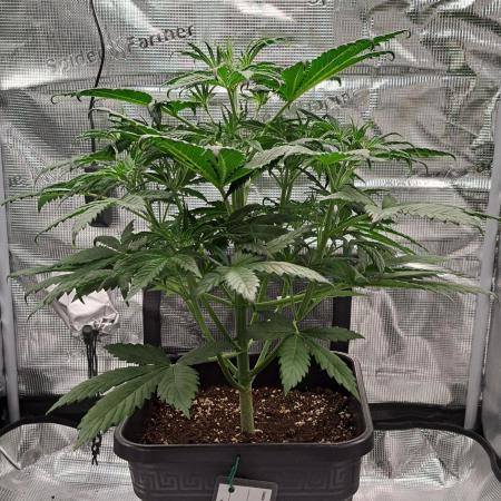 Little jealousy lady