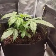 Mars dreams of Amnesia