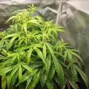 Mars dreams of Amnesia