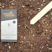 Purple Bananas spotted on Mars