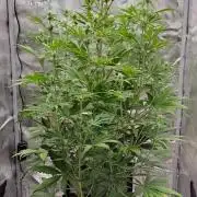 Little jealousy lady