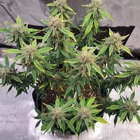 Fruity Diablo