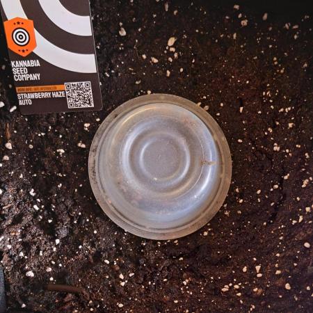 Strawberries on their way to Saturn