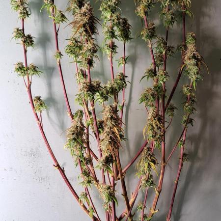 Dream Sherbet Auto - First try