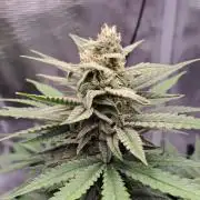 Fruity glue for Venus