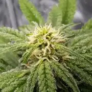 Fruity glue for Venus