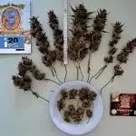 Another sweet gorilla