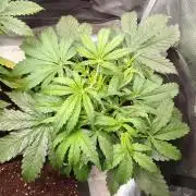 Mars dreams of Amnesia