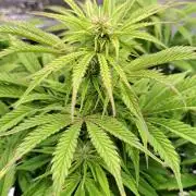 A little Ginger Punch for Venus