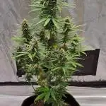Gorilla needs more cookies