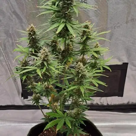 Gorilla needs more cookies