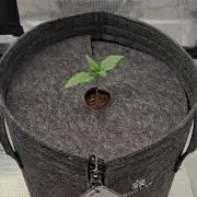 Fruity glue for Venus