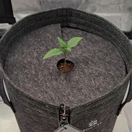 Fruity glue for Venus