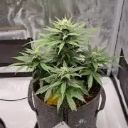 Fruity glue for Venus