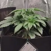 Jelly between Venus and Mars