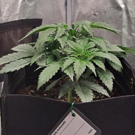 Jelly between Venus and Mars