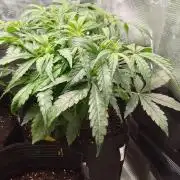 Mars dreams of Amnesia