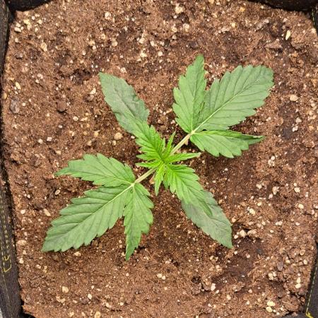 Mars dreams of Amnesia