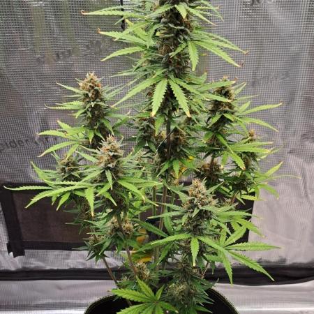 Gorilla needs more cookies