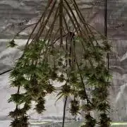 Coke for Saturn