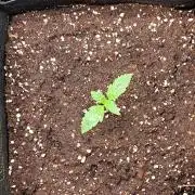 Delighted Diablo is back