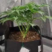 Strawberries on their way to Saturn