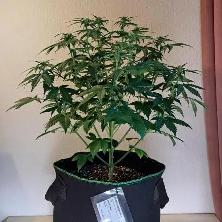 Fruity Diablo
