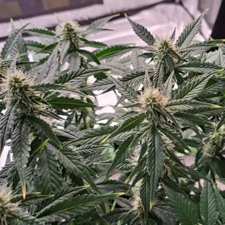 Fruity Diablo