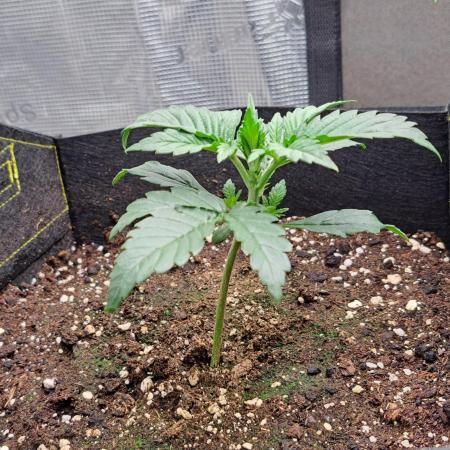 Jelly between Venus and Mars